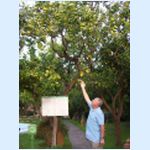 014 Sorrento is famous for lemons.jpg